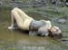 gina-lorenz-hogtied-mud06